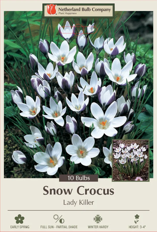 Netherland Bulb Company Lady Killer Snow Crocus