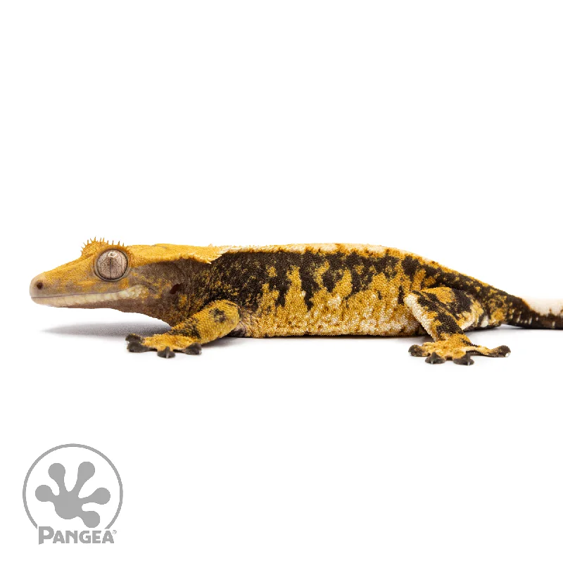 Female XXX Tricolor Crested Gecko Cr-2509