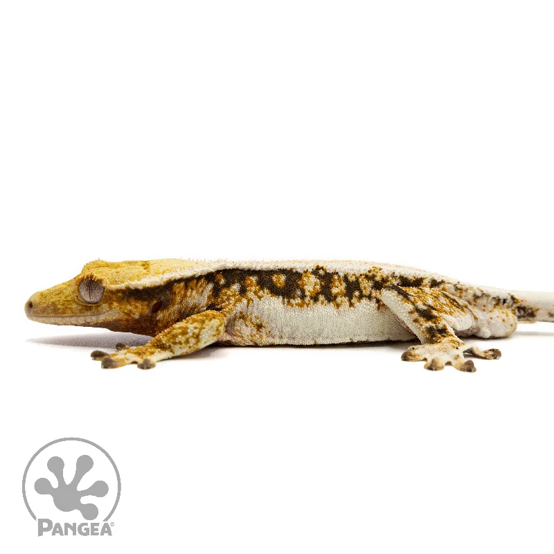 Male Lilly White Tricolor Crested Gecko Cr-2466