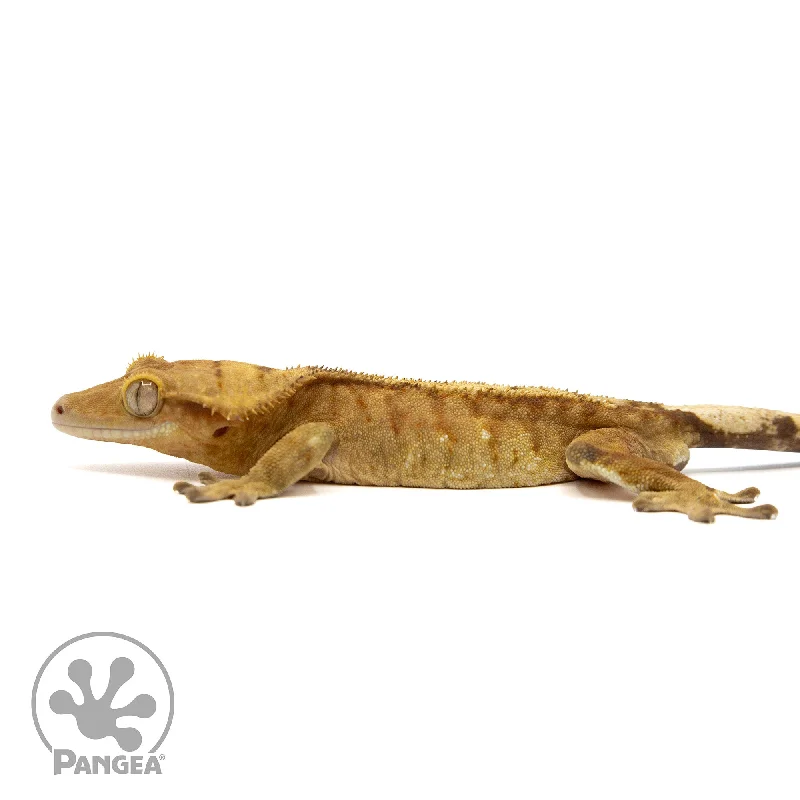 Male Flame Crested Gecko Cr-2441