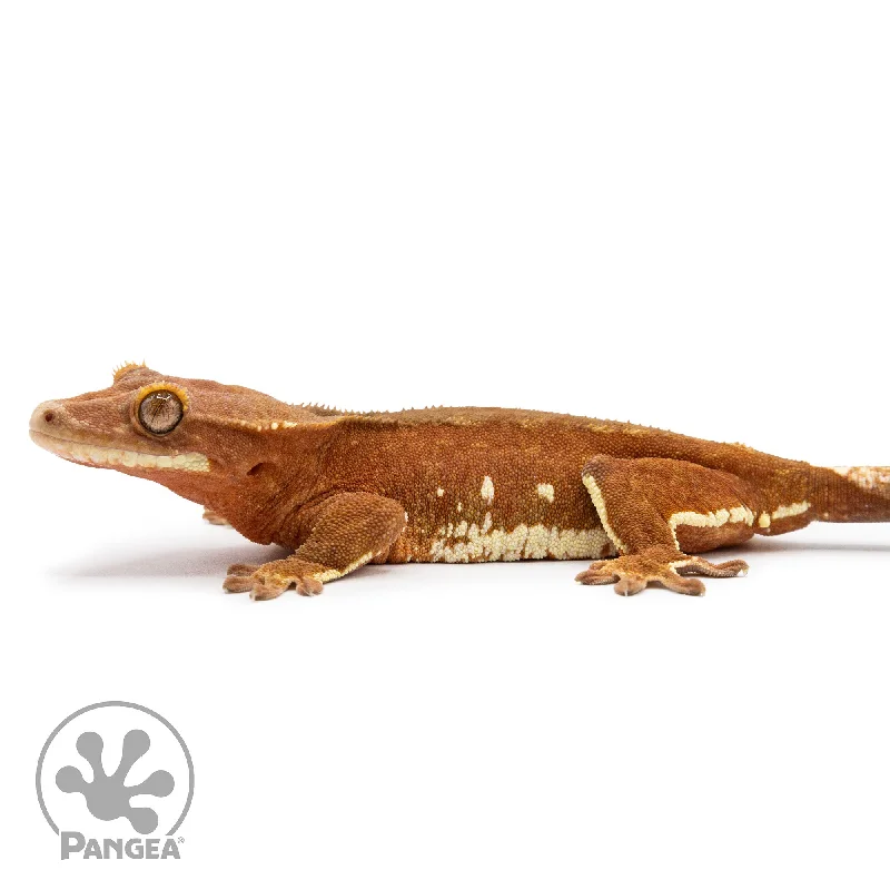 Female Red Phantom Crested Gecko Cr-2478