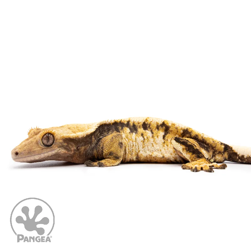 Female Tricolor Extreme Crested Gecko Cr-2497