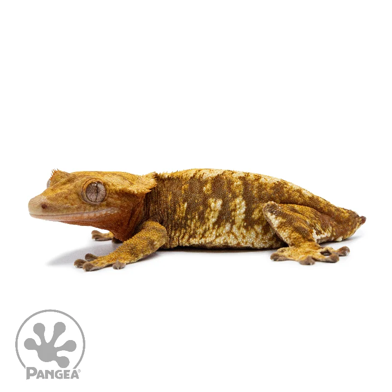 Female Red Tricolor Crested Gecko Cr-2528