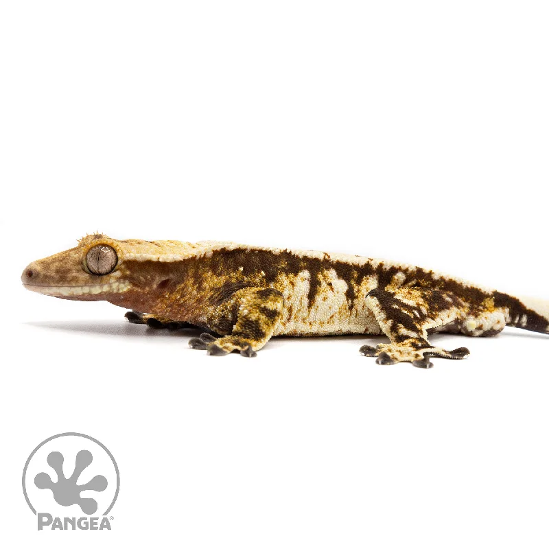 Male Extreme Harlequin Crested Gecko Cr-2471