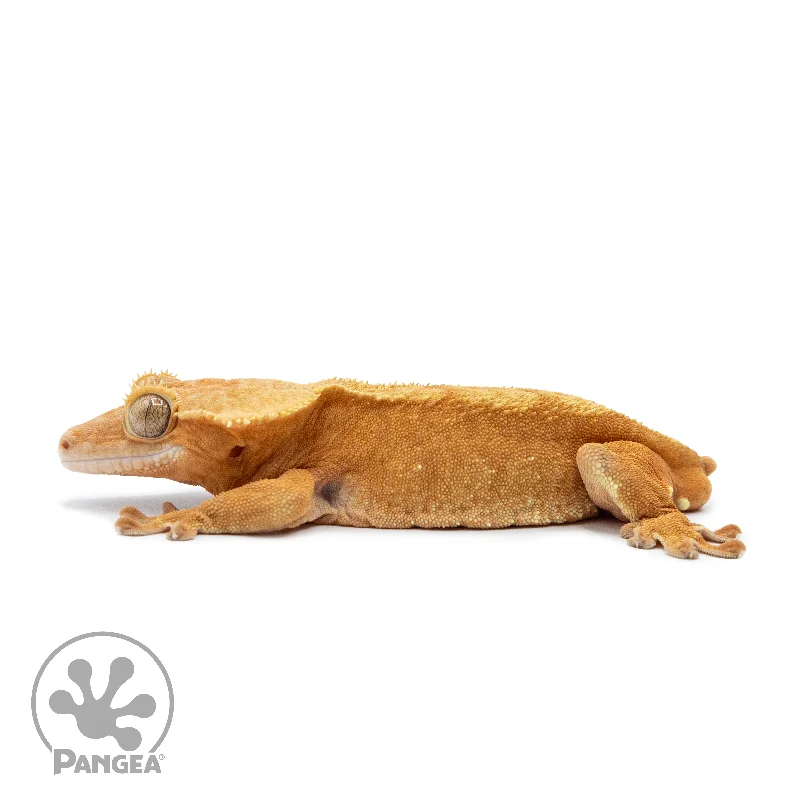 Male Orange Phantom Crested Gecko Cr-2530