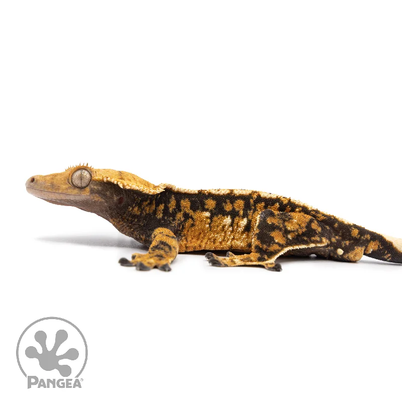 Male Tricolor Extreme Crested Gecko Cr-2511