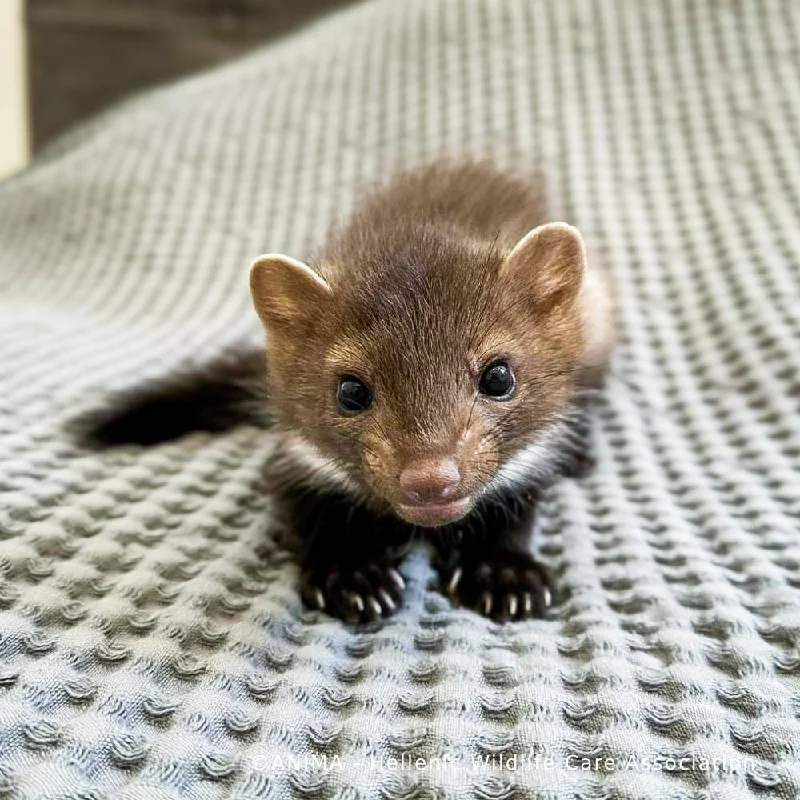 Wildlife Rescued From Fires Need Care and Support to Be Released