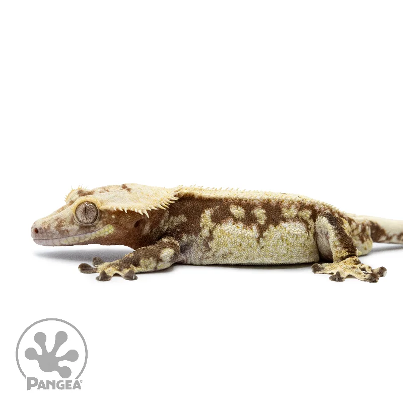 Male Extreme Harlequin Crested Gecko Cr-2531