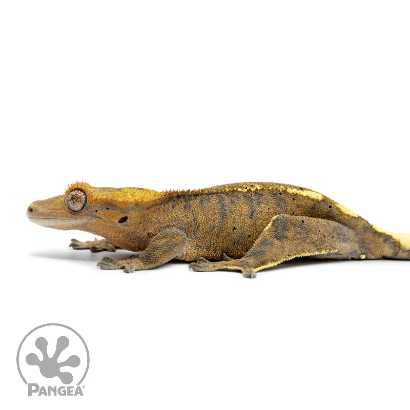 Female Cappuccino Crested Gecko Cr-2501