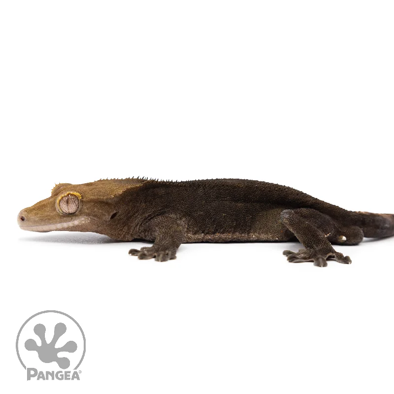 Male OG Noir Crested Gecko Cr-2486