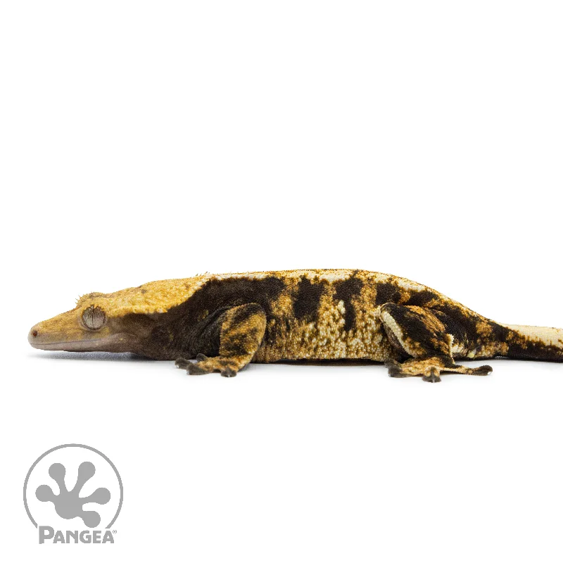 Female Extreme Tricolor Crested Gecko Cr-2515