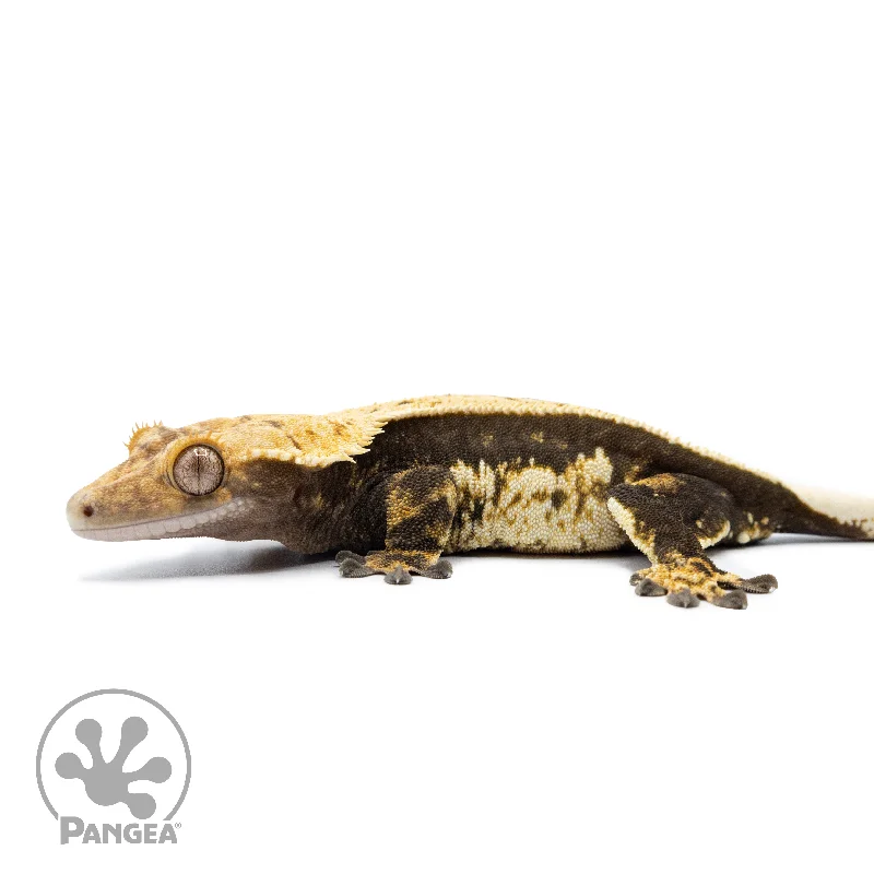 Female Harlequin Pinstripe Crested Gecko Cr-2525