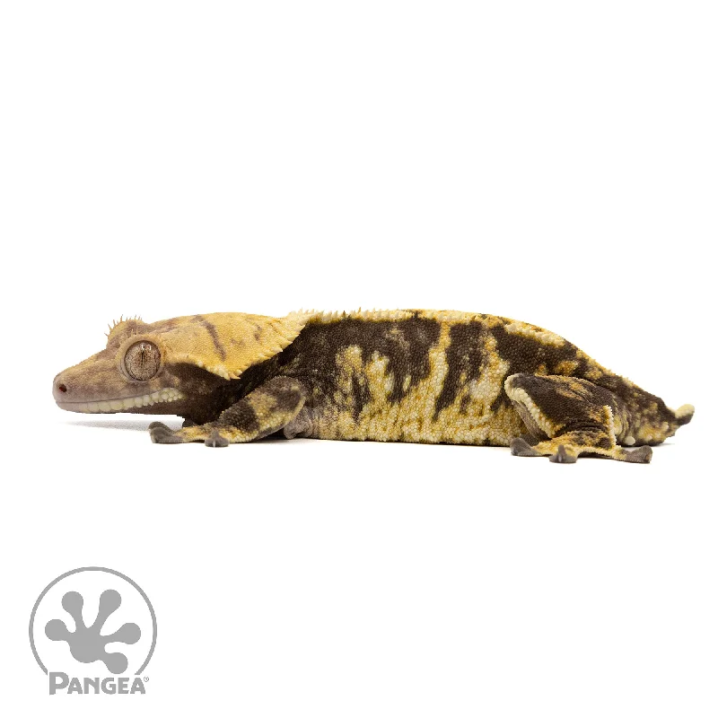 Female Extreme Harlequin Crested Gecko Cr-2421