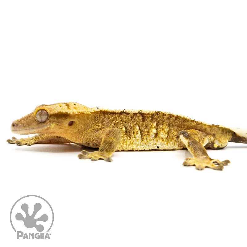 Male Harlequin Dalmatian Crested Gecko Cr-2457