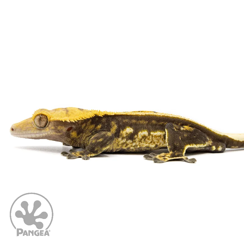 Male Quadstripe Crested Gecko Cr-2456