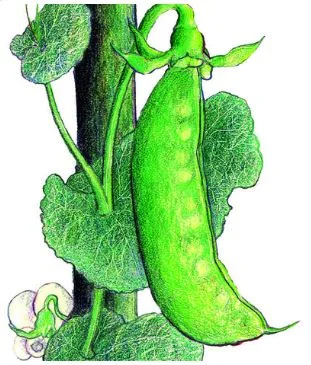 Mammoth Melting Sugar Tall Snow Pea (28 g)