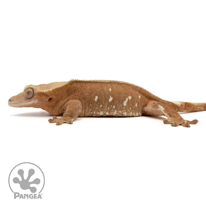 Female Red Phantom Crested Gecko Cr-2433