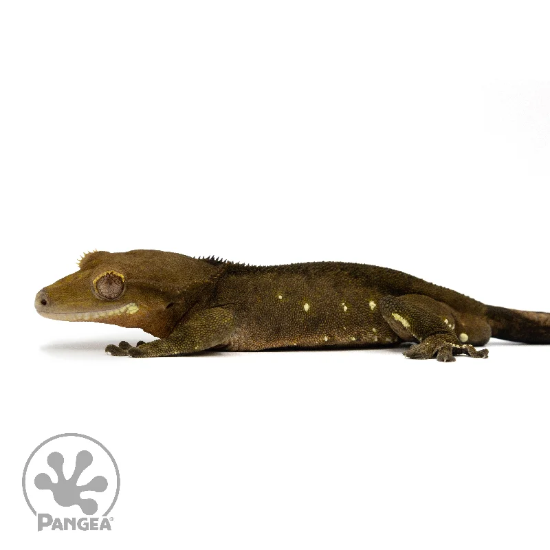 Male Dark Phantom With Portholes Crested Gecko Cr-2439