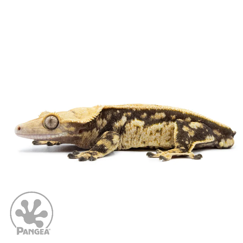 Male Extreme Pinstripe Crested Gecko Cr-2518