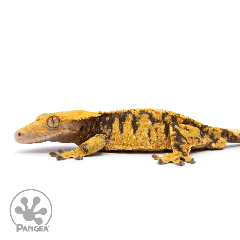 Male XXX Crested Gecko Cr-2485