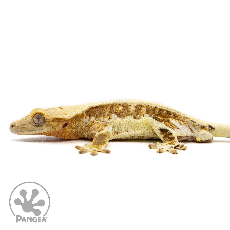 Male Orange Lilly White Crested Gecko Cr-2467