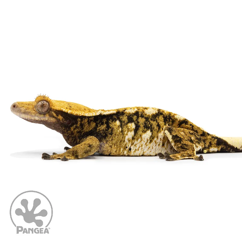 Female Tricolor XXX Crested Gecko Cr-2472