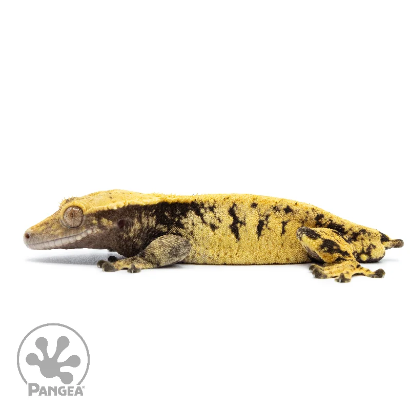 Male XXX Crested Gecko Cr-2521