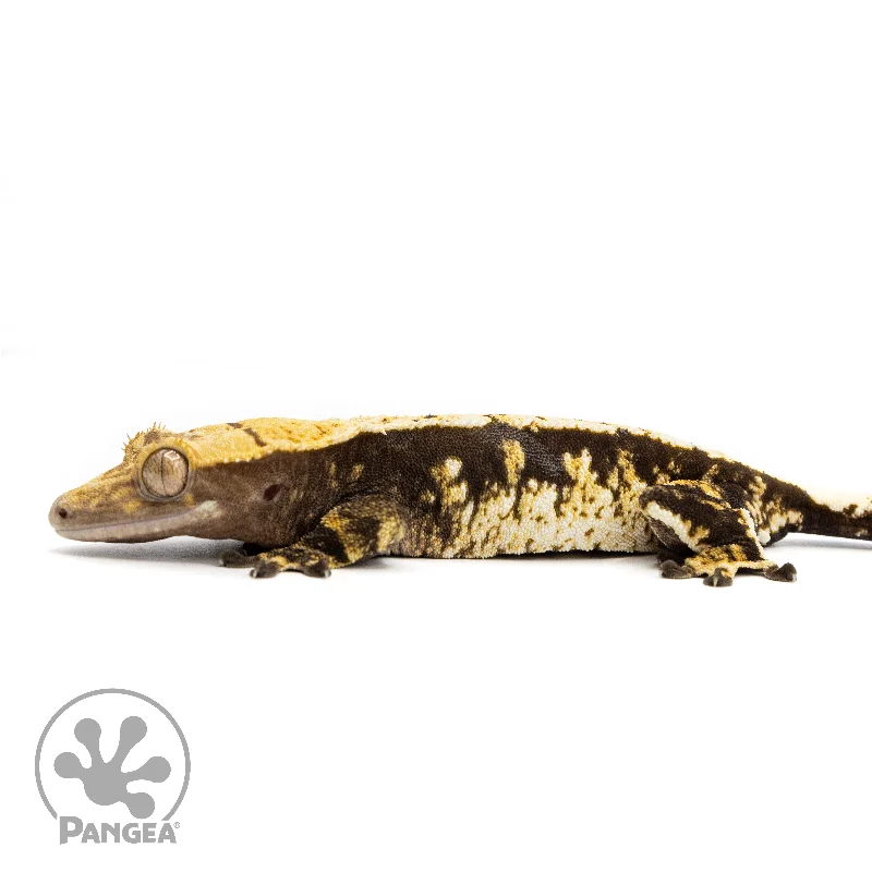 Female Extreme Tricolor Crested Gecko Cr-2455