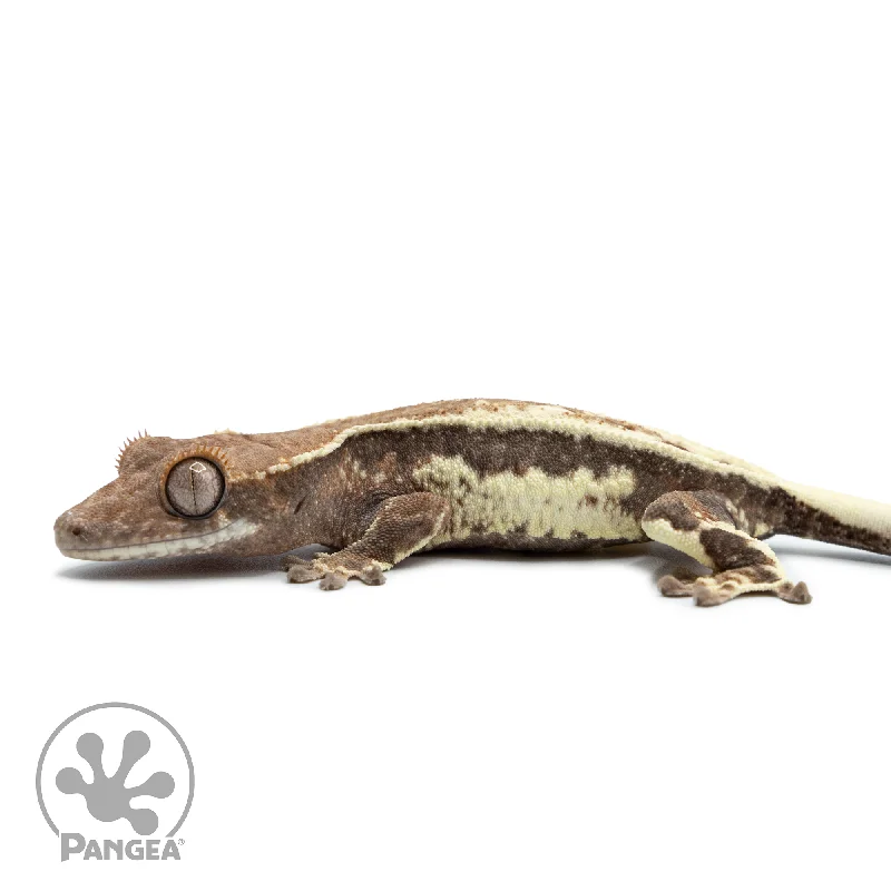 Juvenile Frappuccino Crested Gecko Cr-2503