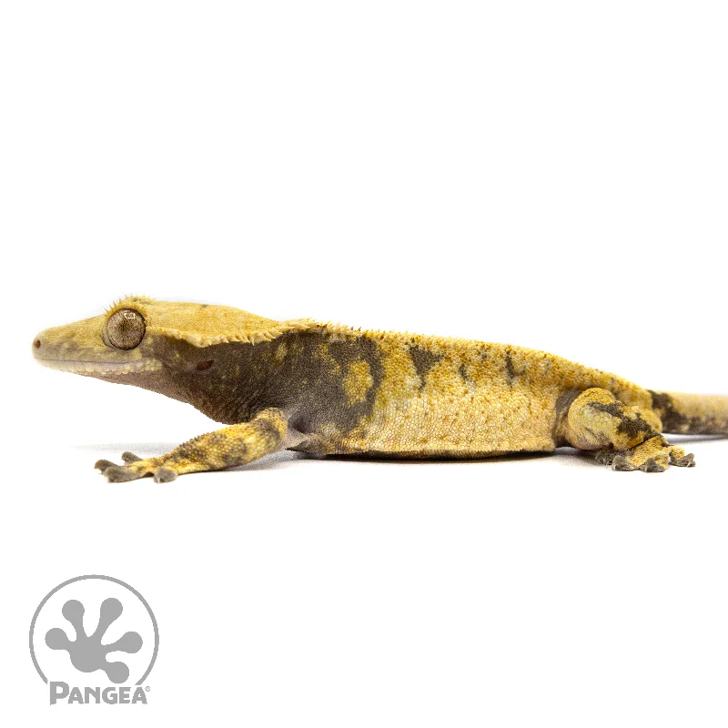 Male XXX Tricolor Crested Gecko Cr-2454