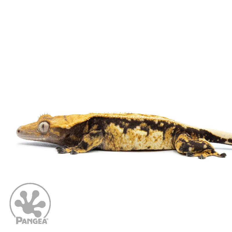 Male Tricolor Extreme Pinstripe Crested Gecko Cr-2526