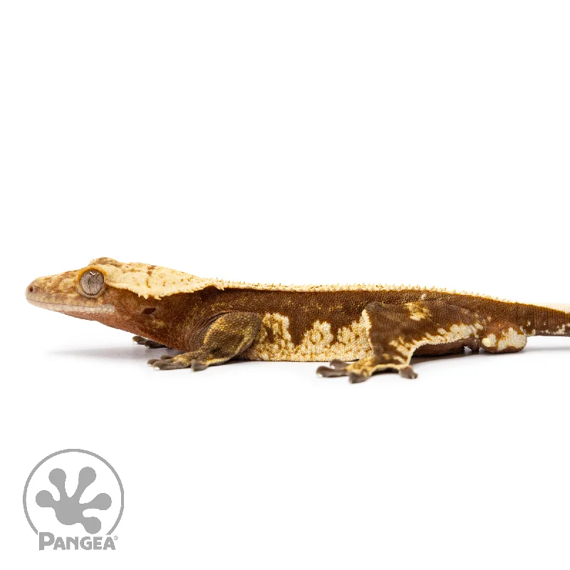 Male Pinstripe Harlequin Crested Gecko Cr-2496