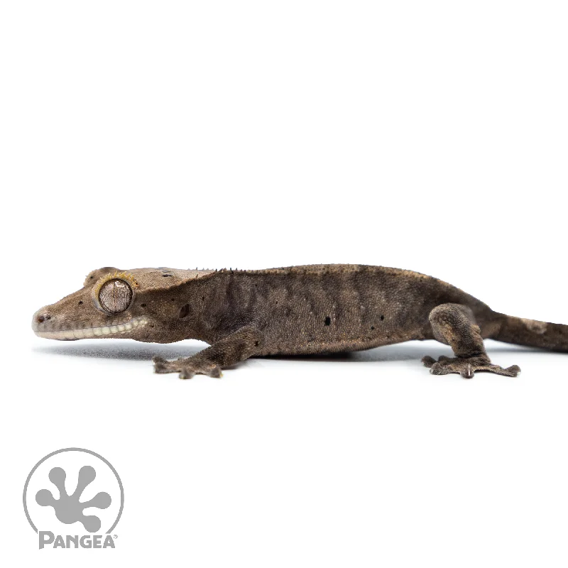 Juvenile Possible Cappuccino Crested Gecko Cr-10,046