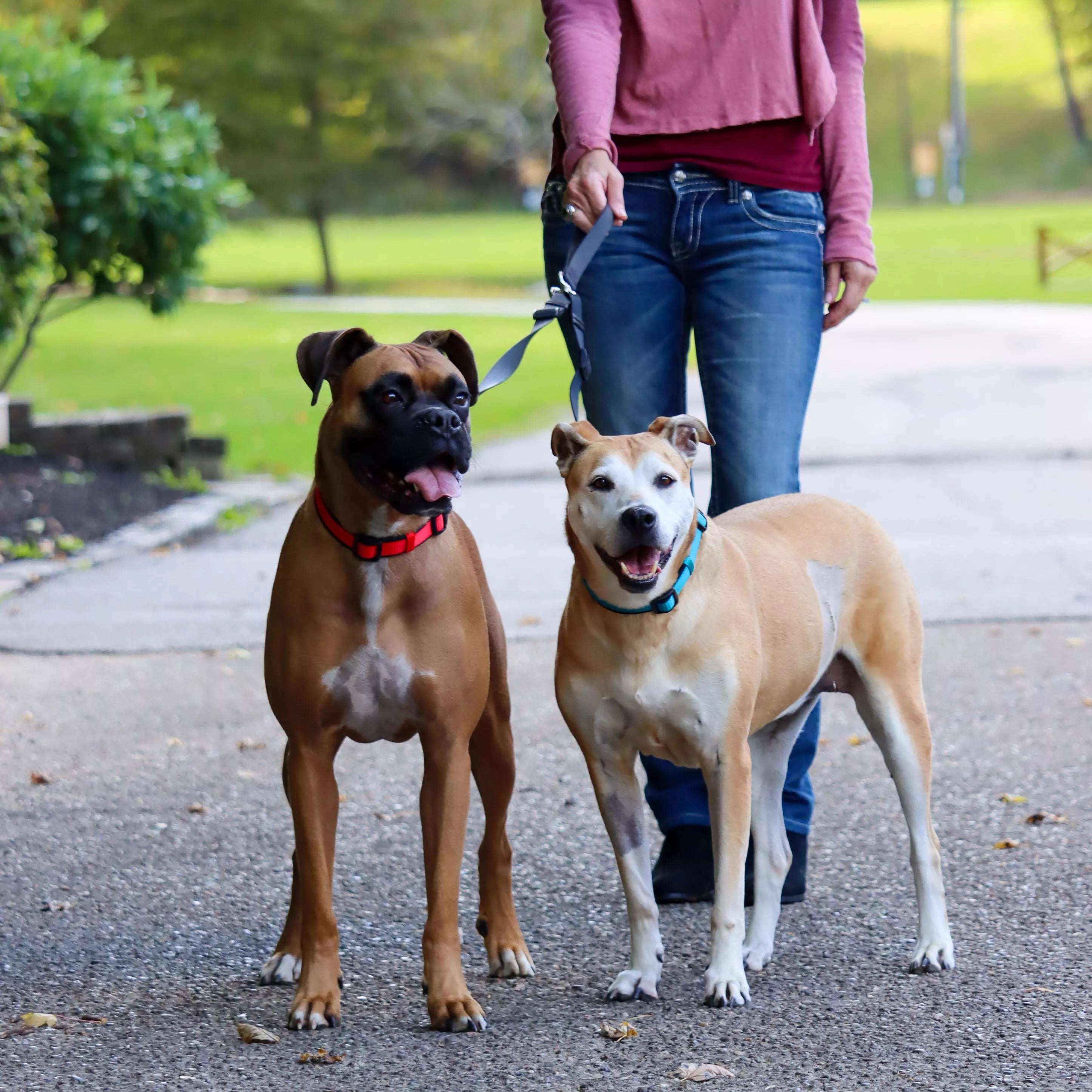 COASTAL Double Dog Walker Leashes