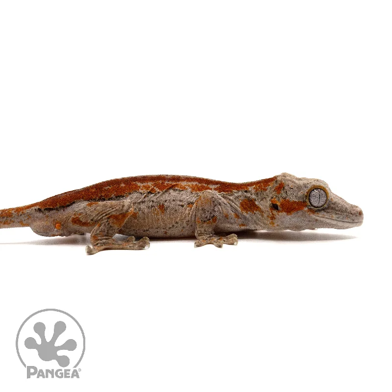 Male Red Stripe Gargoyle Gecko Ga-0296