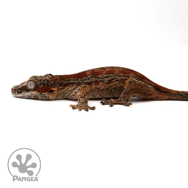 Female Red Striped Gargoyle Gecko Ga-0301