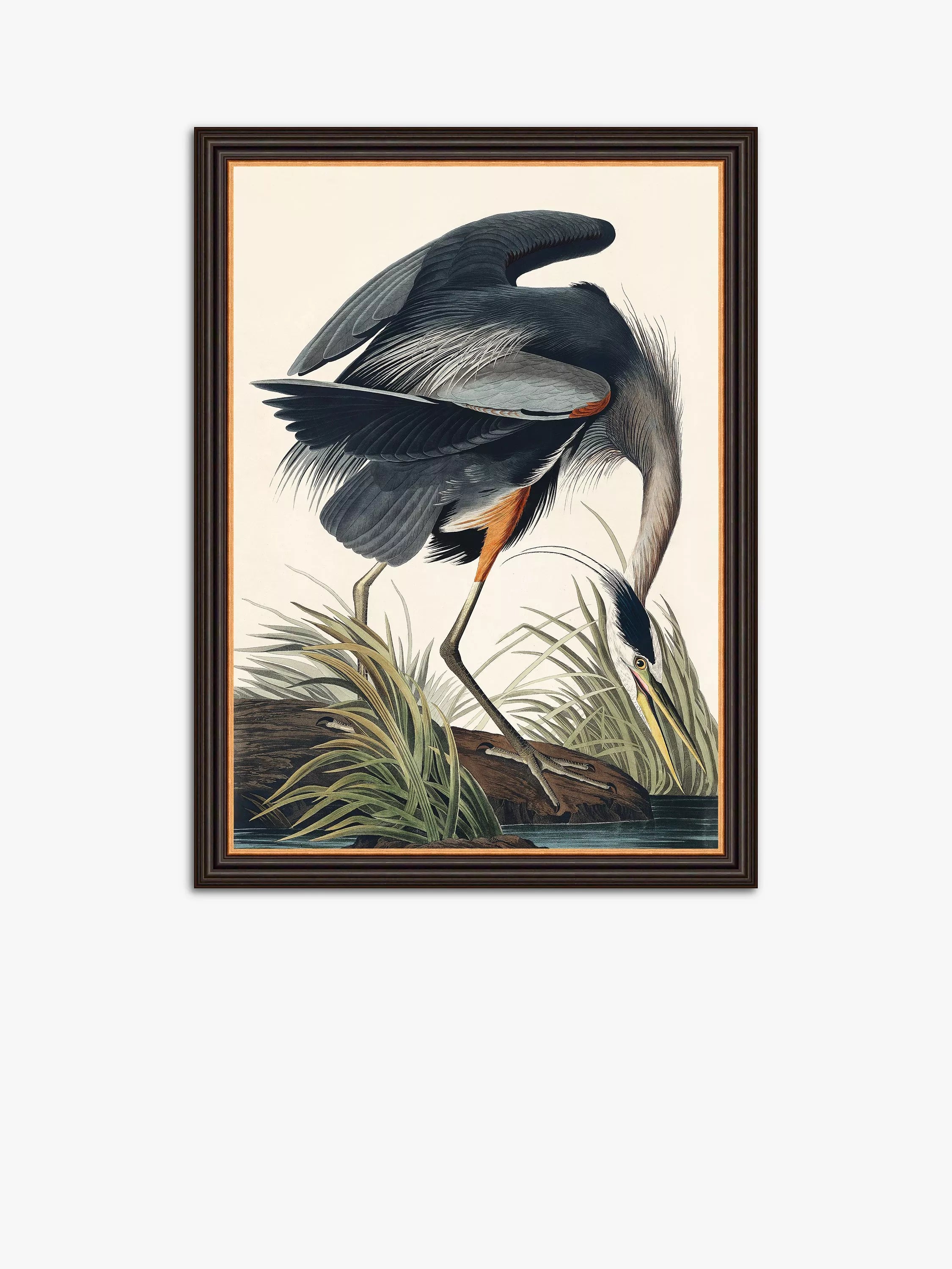 John Lewis John James Audubon Blue Heron Framed Print, 77 x 57cm, Grey/Multi