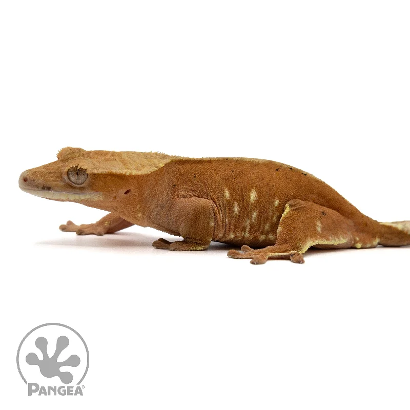 Female Red Phantom Crested Gecko Cr-2429